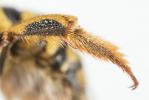  Anthidium florentinum (Fabricius, 1775)