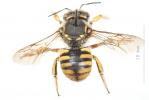 Abeille cotonnière, Anthidie cotonnière Anthidium manicatum (Linnaeus, 1758)