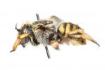 Abeille cotonnière, Anthidie cotonnière Anthidium manicatum (Linnaeus, 1758)