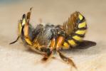 Abeille cotonnière, Anthidie cotonnière Anthidium manicatum (Linnaeus, 1758)