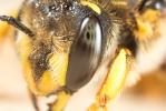 Abeille cotonnière, Anthidie cotonnière Anthidium manicatum (Linnaeus, 1758)