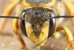 Abeille cotonnière, Anthidie cotonnière Anthidium manicatum (Linnaeus, 1758)