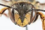 Abeille cotonnière, Anthidie cotonnière Anthidium manicatum (Linnaeus, 1758)