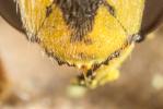 Abeille cotonnière, Anthidie cotonnière Anthidium manicatum (Linnaeus, 1758)