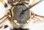 Abeille cotonnière, Anthidie cotonnière Anthidium manicatum (Linnaeus, 1758)