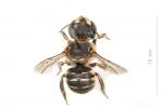  Anthidium taeniatum Latreille, 1809
