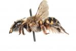  Anthidium taeniatum Latreille, 1809