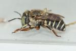  Anthidium taeniatum Latreille, 1809