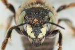  Anthidium taeniatum Latreille, 1809