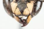  Anthidium taeniatum Latreille, 1809