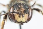  Anthidium taeniatum Latreille, 1809