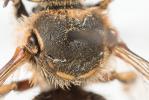 Anthidium taeniatum Latreille, 1809