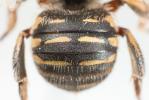  Anthidium taeniatum Latreille, 1809