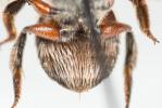  Anthidium taeniatum Latreille, 1809