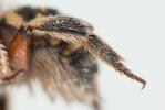  Anthidium taeniatum Latreille, 1809