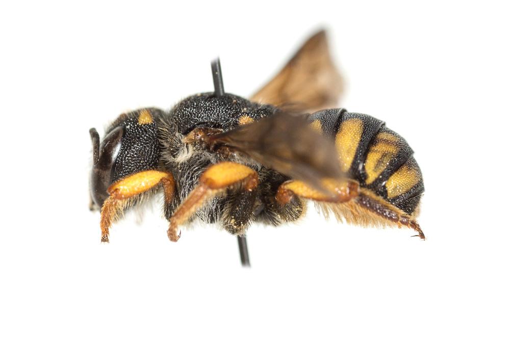 Pseudoanthidium melanurum (Klug, 1832)