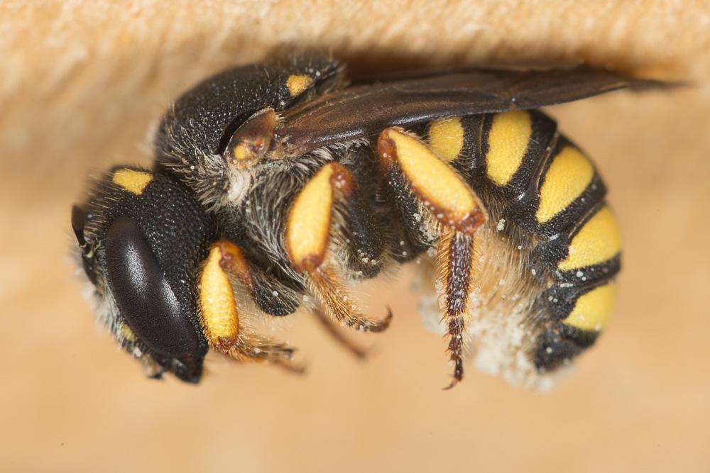 Pseudoanthidium melanurum (Klug, 1832)