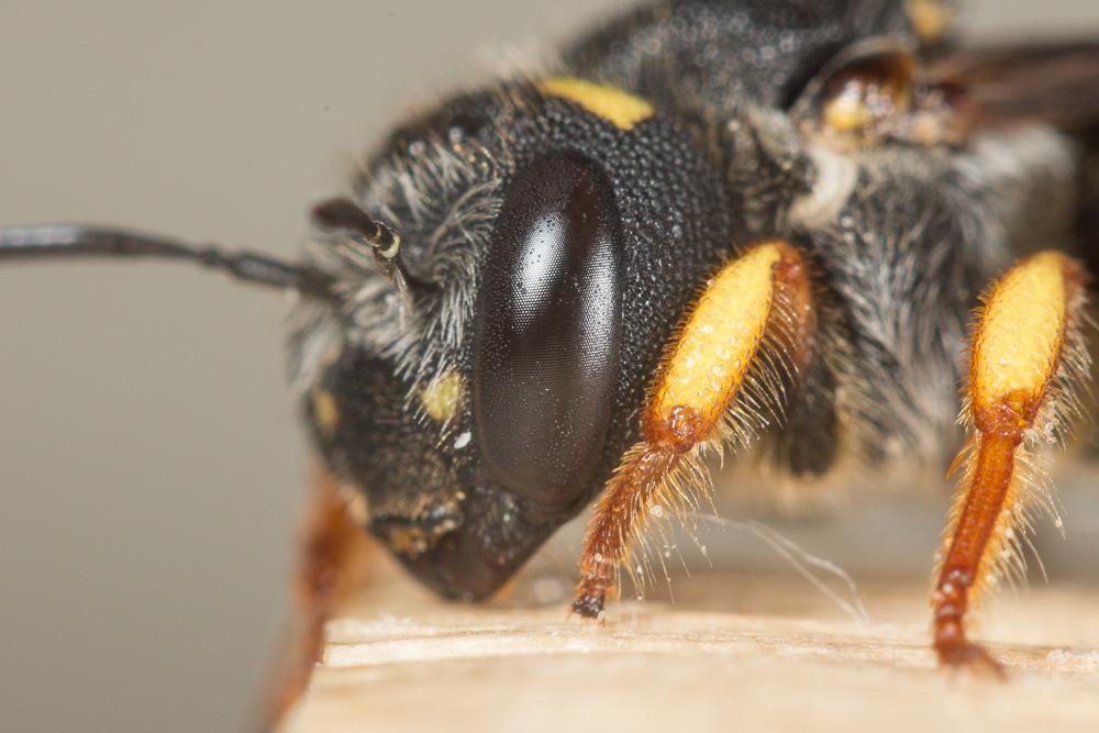  Pseudoanthidium melanurum (Klug, 1832)