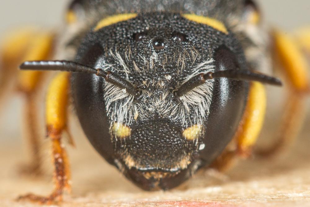 Pseudoanthidium melanurum (Klug, 1832)