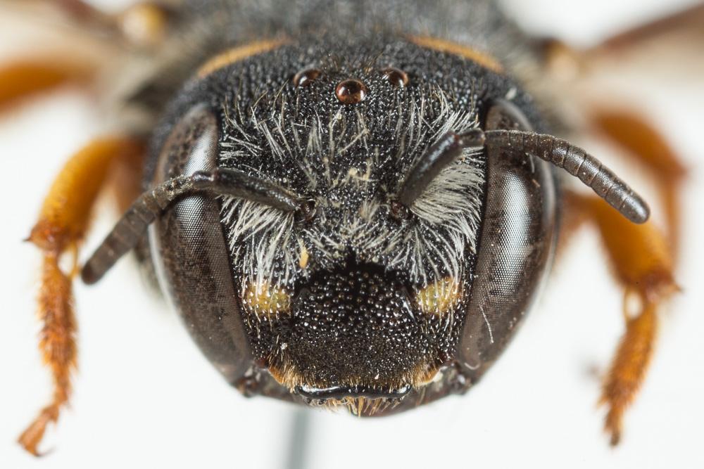 Pseudoanthidium melanurum (Klug, 1832)