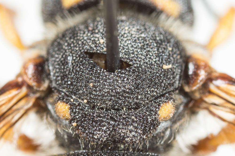  Pseudoanthidium melanurum (Klug, 1832)