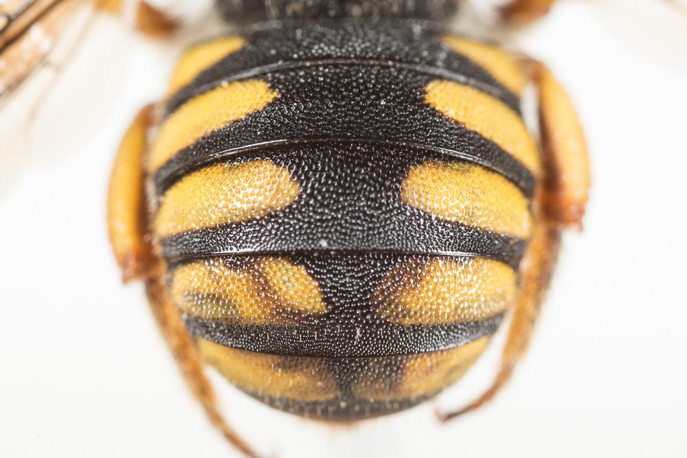  Pseudoanthidium melanurum (Klug, 1832)