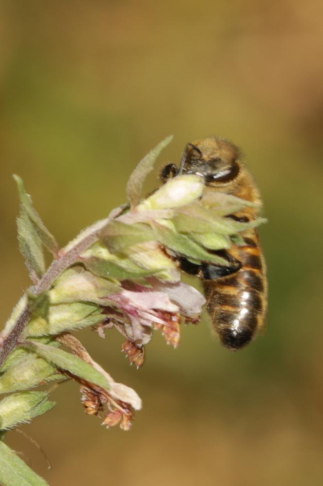Abeille domestique, Abeille européenne, Abeille me Apis mellifera Linnaeus, 1758