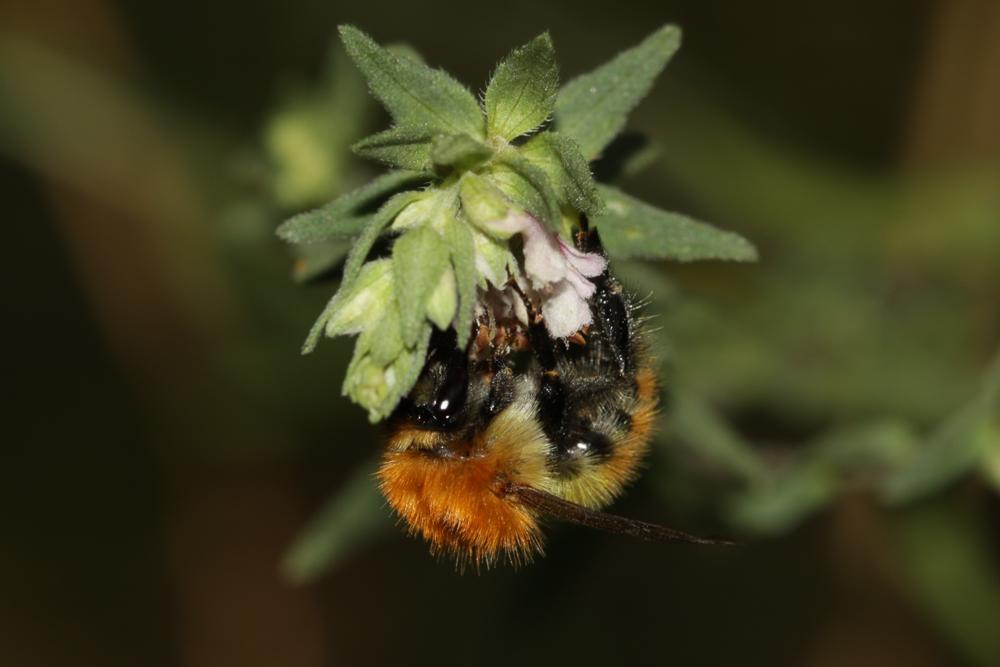 Bourdon des champs Bombus pascuorum (Scopoli, 1763)