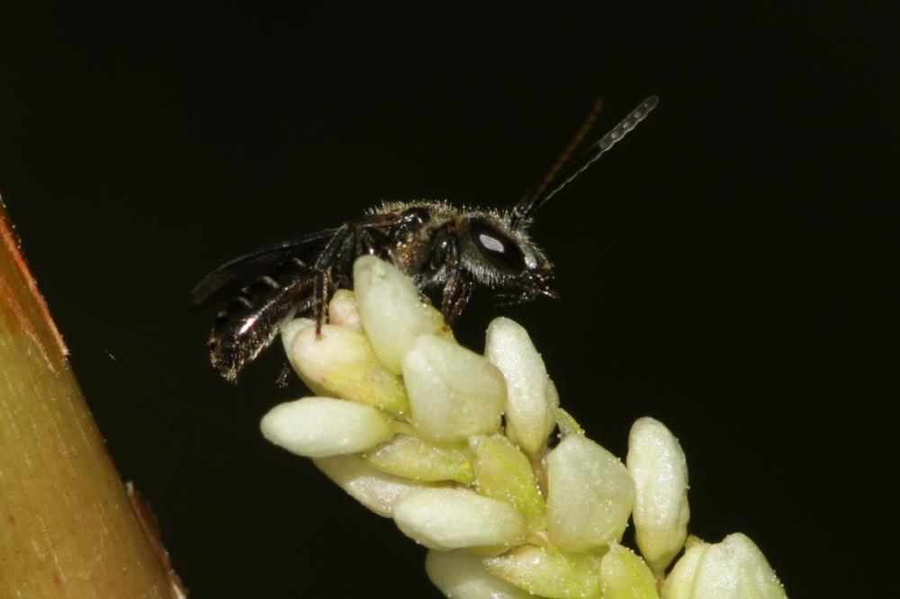  Lasioglossum Curtis, 1833