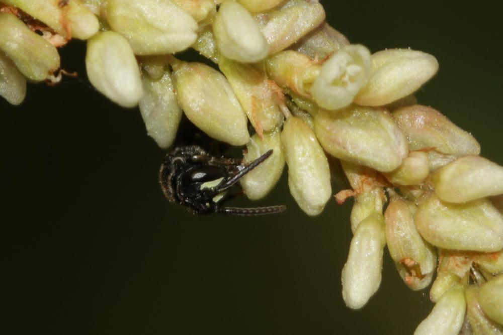  Hylaeus communis Nylander, 1852