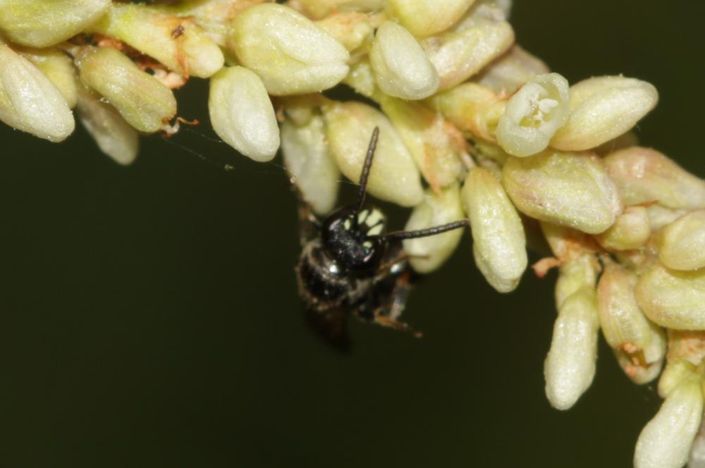  Hylaeus communis Nylander, 1852