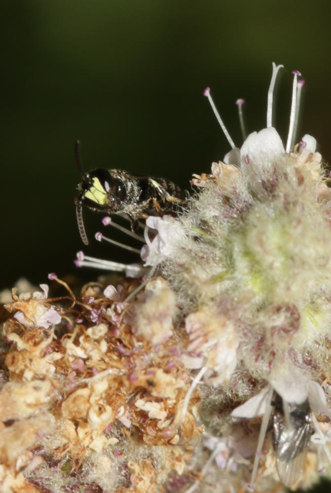  Hylaeus communis Nylander, 1852