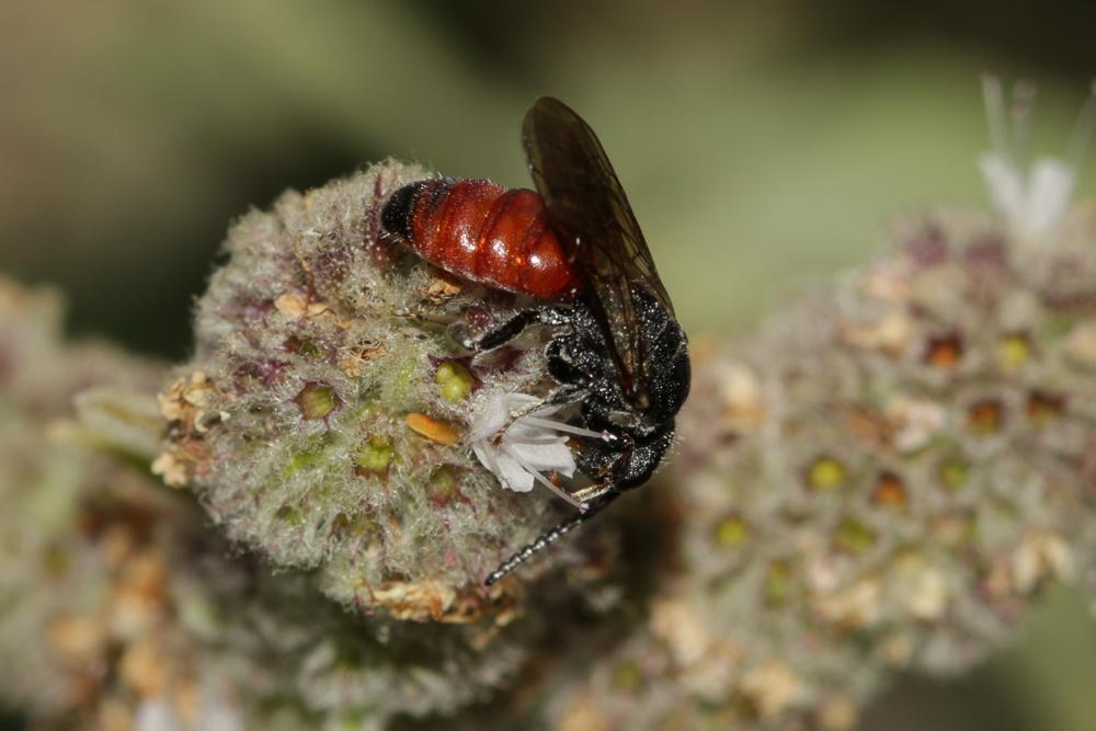 Sphecodes Latreille, 1804