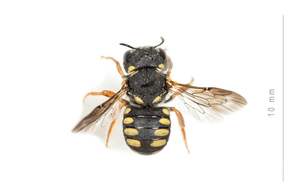 Pseudoanthidium nanum (Mocsáry, 1881)