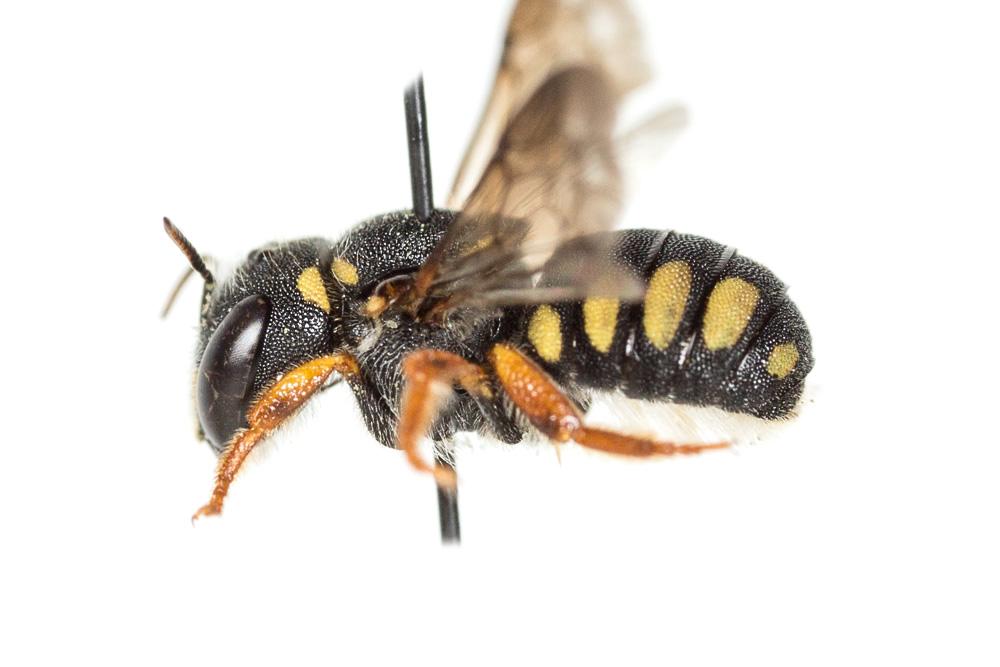  Pseudoanthidium nanum (Mocsáry, 1881)