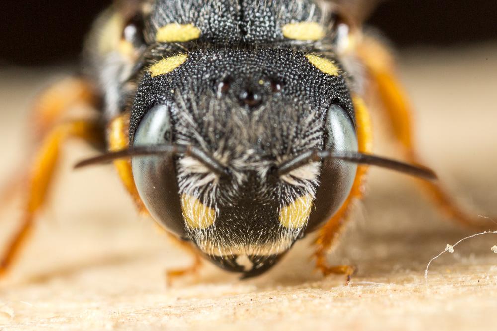  Pseudoanthidium nanum (Mocsáry, 1881)