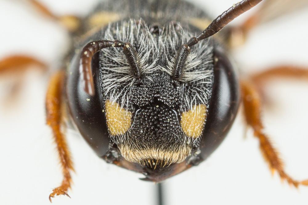  Pseudoanthidium nanum (Mocsáry, 1881)