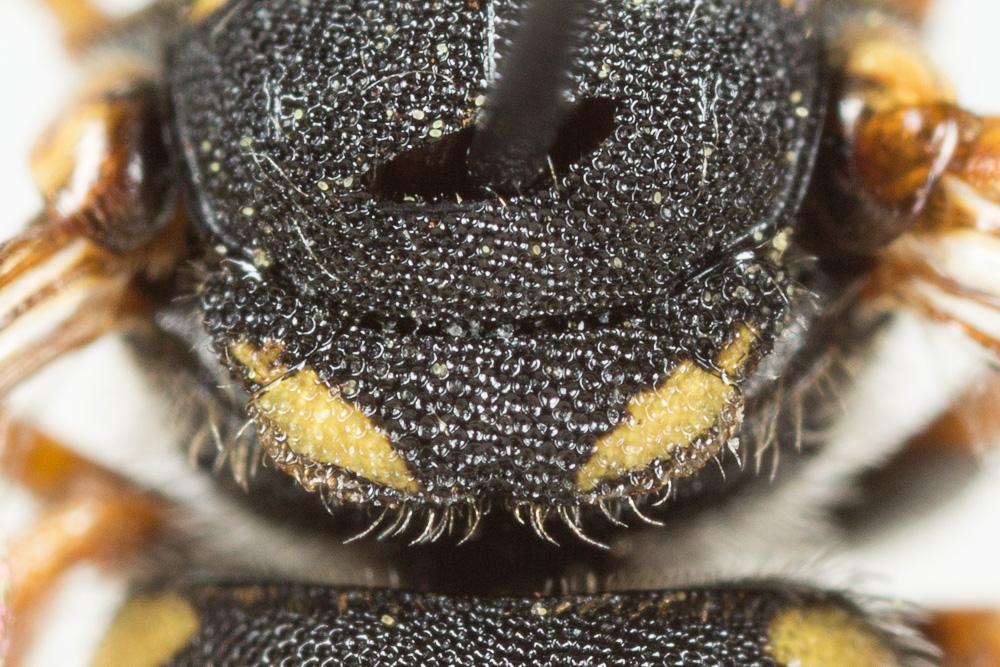 Pseudoanthidium nanum (Mocsáry, 1881)