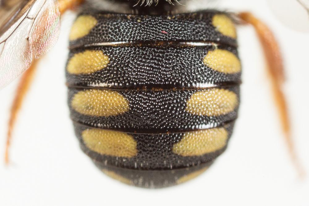 Pseudoanthidium nanum (Mocsáry, 1881)