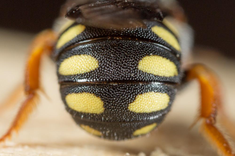  Pseudoanthidium nanum (Mocsáry, 1881)