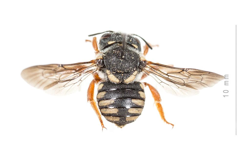  Pseudoanthidium reticulatum (Mocsáry, 1884)