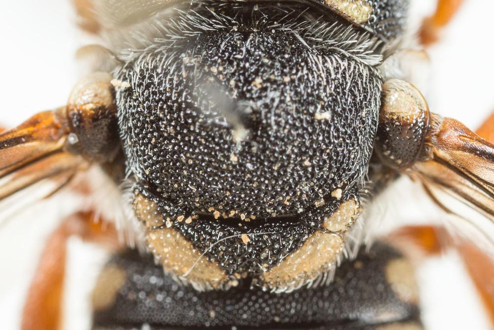  Pseudoanthidium reticulatum (Mocsáry, 1884)