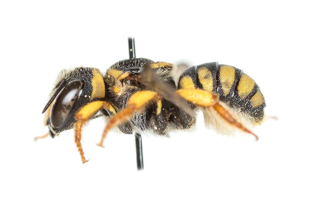 Pseudoanthidium scapulare (Latreille, 1809)