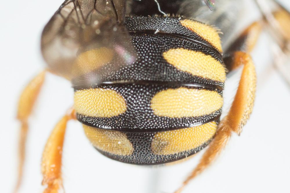 Pseudoanthidium scapulare (Latreille, 1809)