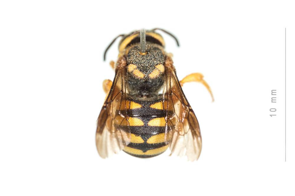 Rhodanthidium caturigense (Giraud, 1863)
