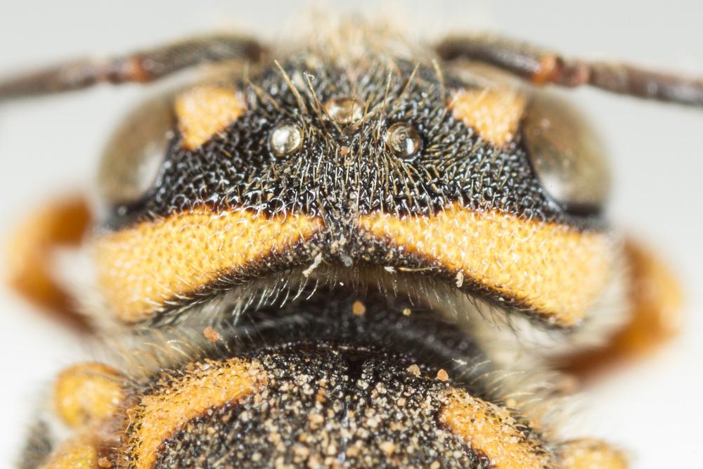 Rhodanthidium caturigense (Giraud, 1863)