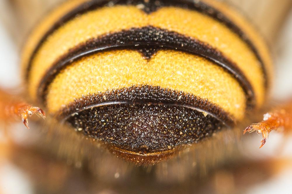 Rhodanthidium caturigense (Giraud, 1863)