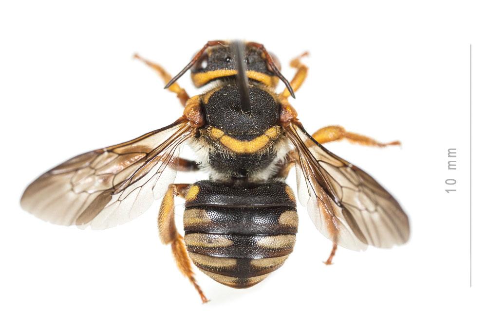 Rhodanthidium infuscatum (Erichson, 1835)