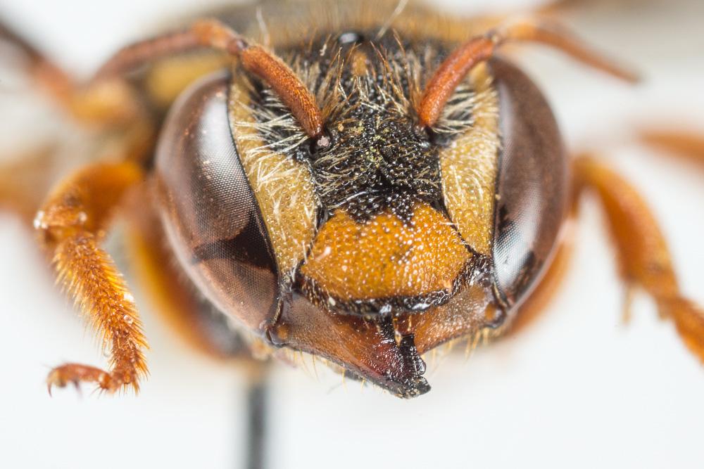 Rhodanthidium infuscatum (Erichson, 1835)