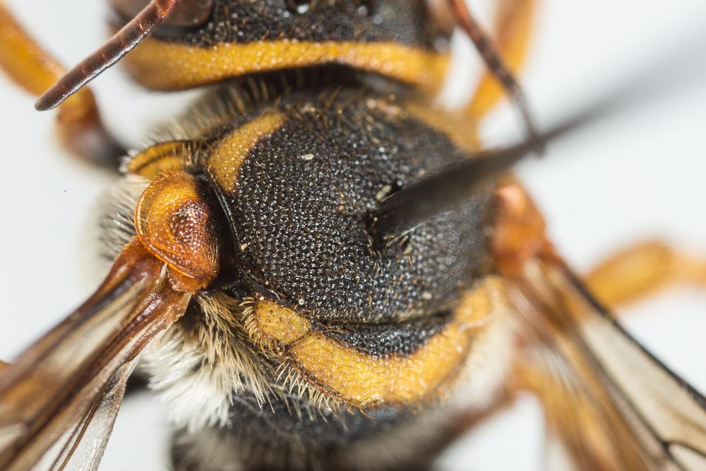  Rhodanthidium infuscatum (Erichson, 1835)